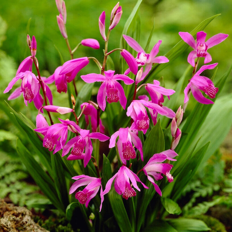 Bletilla Pink 1 -pack
